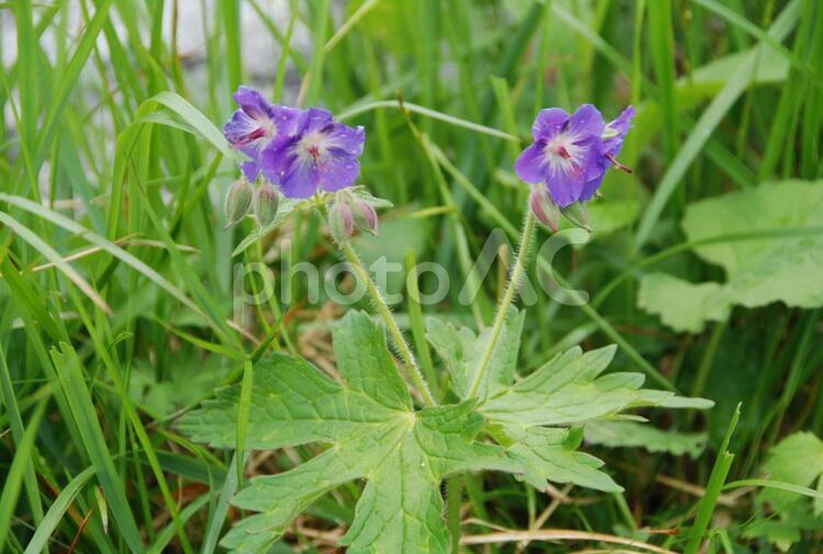 高山植物　タカネグンナイフウロ　中央アルプス駒ヶ岳 タカネグンナイフウロ,駒ヶ岳,高山植物の写真素材