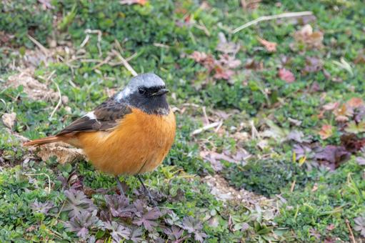 草むらに佇むジョウビタキの雄 ジョウビタキ,鳥,野鳥の写真素材