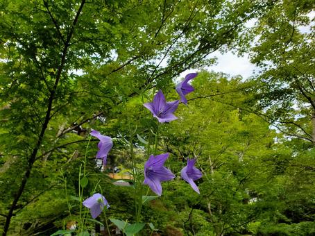 桔梗 桔梗 桔梗,自然,東北の写真素材