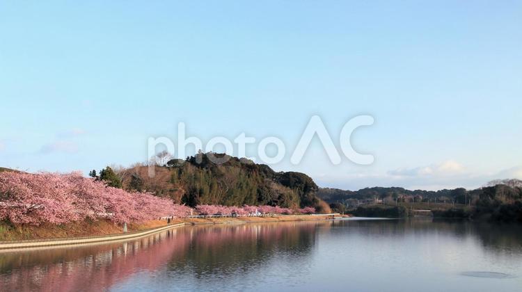 田ヶ池公園の河津桜 桜,花見,河津桜の写真素材