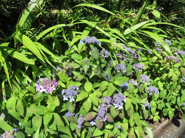 民家の植え込みで咲き始めたアジサイ アジサイ,花,植物の写真素材