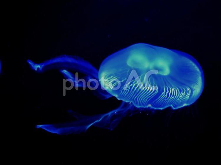 神秘な世界のクラゲ 水族館,屋内,海洋生物の写真素材