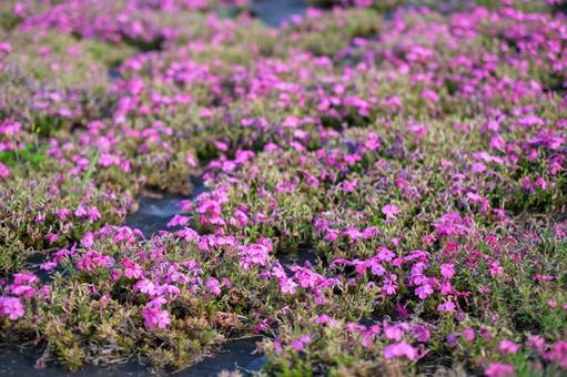 新荒川大橋緑地の芝桜 新荒川大橋緑地の芝桜 芝桜,新荒川大橋緑地,荒川の写真素材