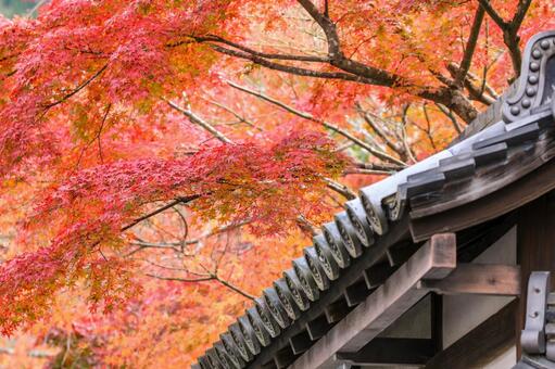 紅葉 紅葉の写真