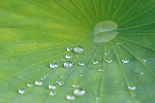 水滴 水滴の写真