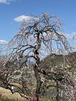 枝垂れ梅の写真