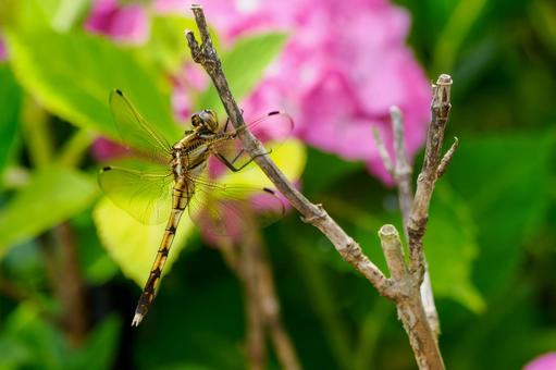 シオカラトンボ(メス)⑺ シオカラトンボ(メス)⑺の写真