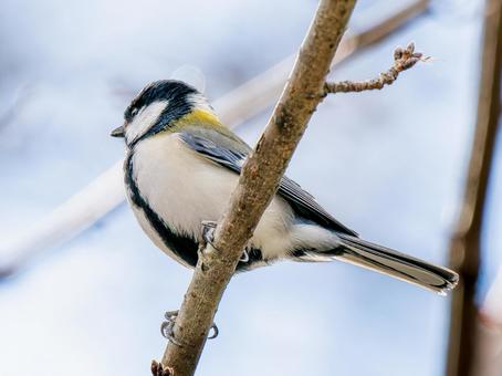 枝にとまるカワラヒワ 枝にとまるカワラヒワ シジュウカラ,野鳥,鳥の写真素材
