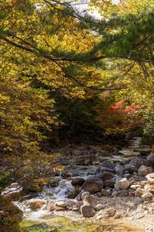 秋の景色 紅葉,初秋,自然の写真素材