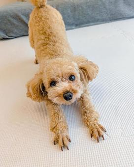 伸びをするトイプードル 伸びをするトイプードル 犬,伸び,ストレッチの写真素材