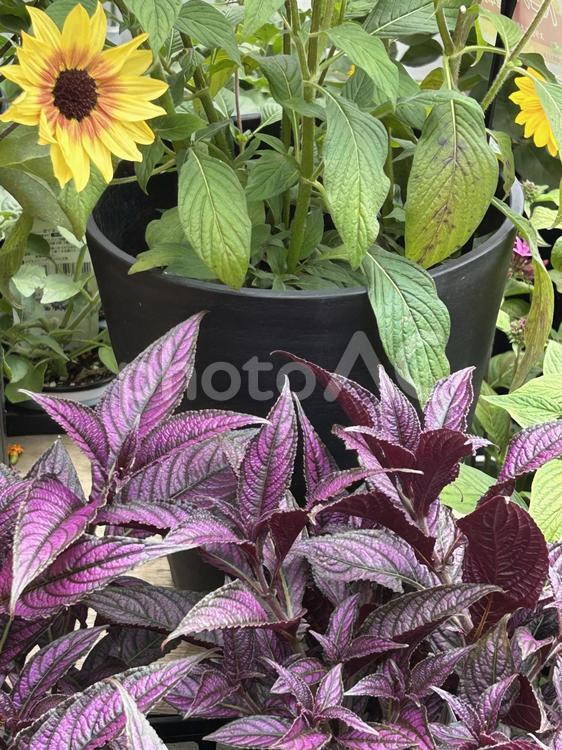 ストロビランテス・ディエライナ ストロビランテス・ディエライナ,花,苗木の写真素材
