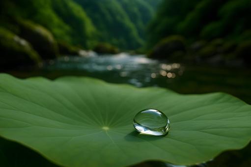 蓮葉の水滴 蓮葉の水滴の写真