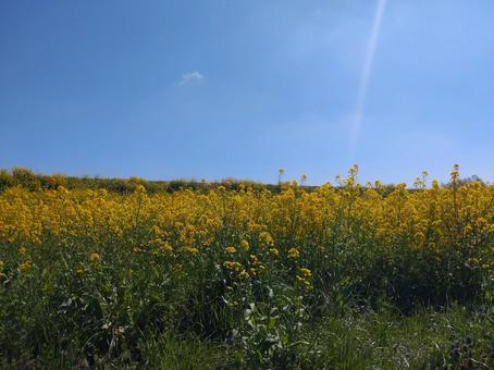 青空と菜の花 青空と菜の花の写真