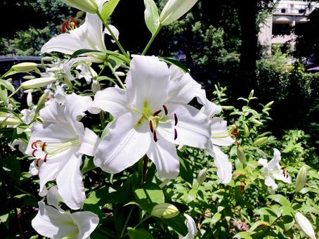 ユリ ユリ ユリ,百合,花の写真素材