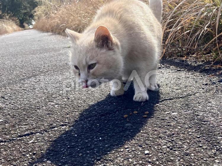 何か探している野良猫 野良猫,野良,のらの写真素材