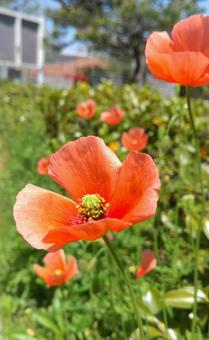 ナガミヒナゲシ ナガミヒナゲシ ナガミヒナゲシ,ケシ科,オレンジの花の写真素材