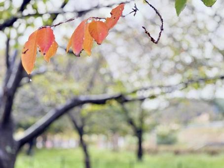 雨の日　葉っぱ 枝,葉っぱ,葉の写真素材