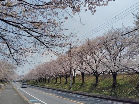 打上治水公園の春 桜,春,公園の写真素材