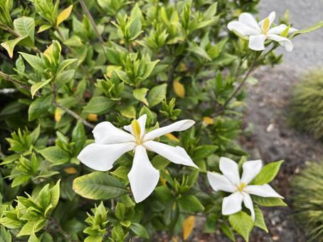 クチナシの花 クチナシの花の写真