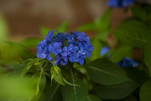 紫陽花 紫陽花の写真