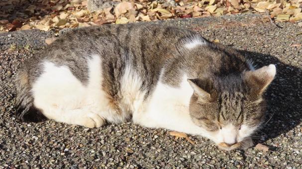 日向ぼっことお昼寝が日課のもふもふな猫様 猫,キジシロ,眠り猫の写真素材
