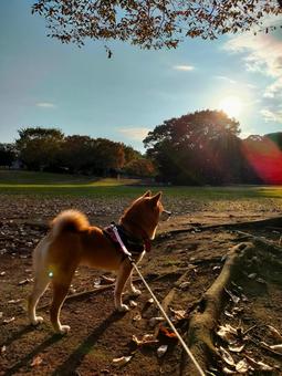 久しぶりに行った公園でお散歩する柴犬! 久しぶりに行った公園でお散歩する柴犬!の写真