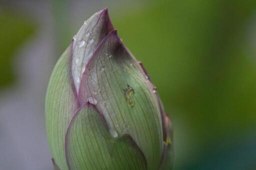 Lot of buds, lotus leaves, water droplets, water, JPG