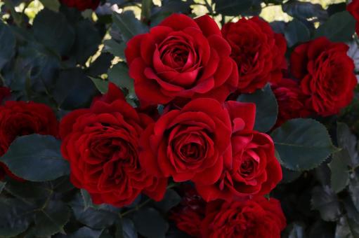バラ園に咲く赤い薔薇を撮った写真です バラ園に咲く赤い薔薇を撮った写真です 花,薔薇,自然の写真素材
