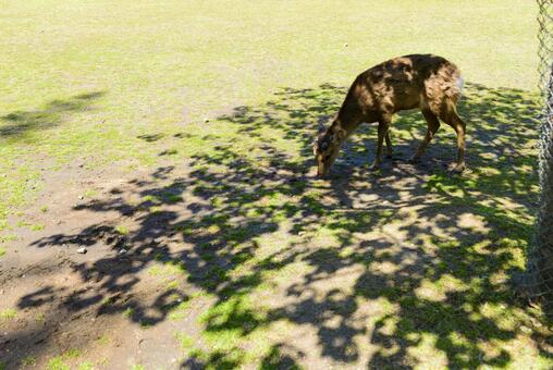 奈良公園の鹿 奈良公園の鹿の写真