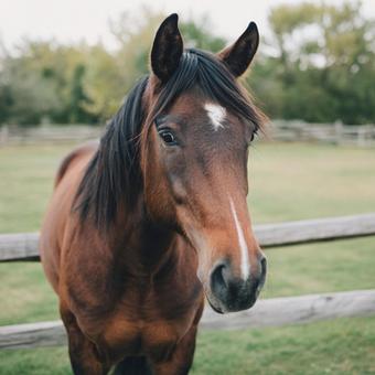 牧場と馬 牧場と馬の写真