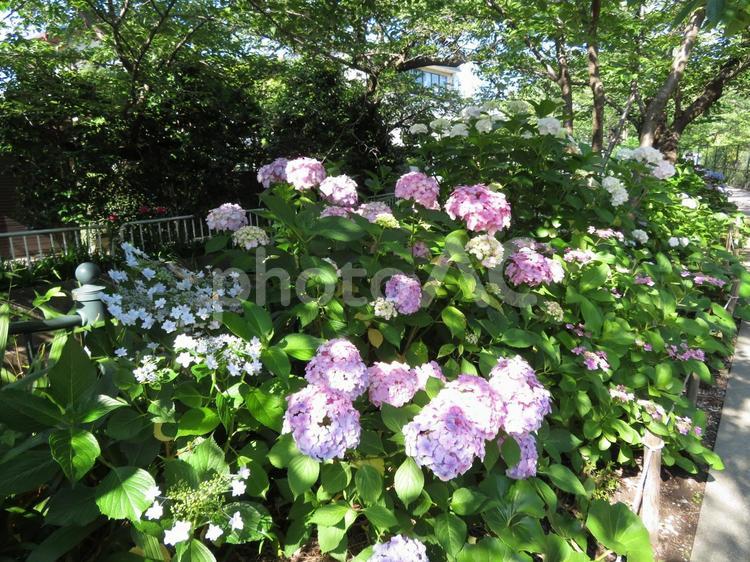 アジサイ園と呼べそうな川沿いの花壇 アジサイ,花,植物の写真素材