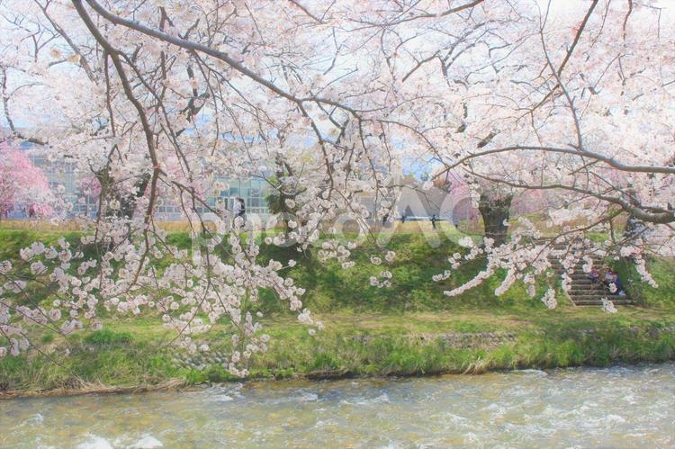 川辺の桜並木 風景,自然,景色の写真素材