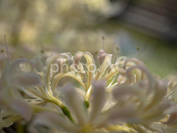 淡い光に包まれる白い彼岸花 彼岸花,曼珠沙華,白い花の写真素材