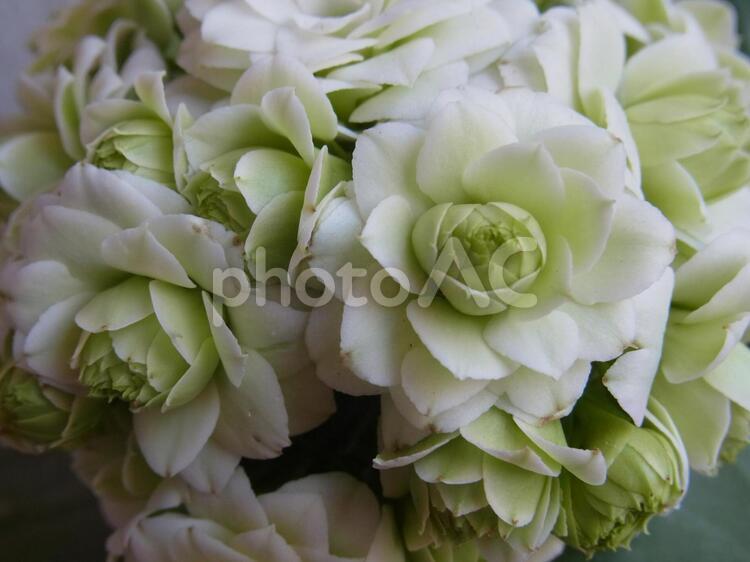 バラ咲きのカランコエのアップ アップ,カランコエ,ガーデニングの写真素材