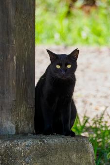 猫(206) 猫(206)の写真