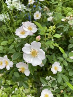 Cute Flowers, JPG Cute Flowers, JPG