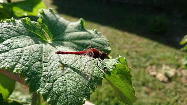 赤とんぼの写真