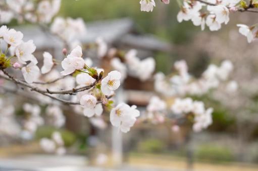 桜 桜の写真