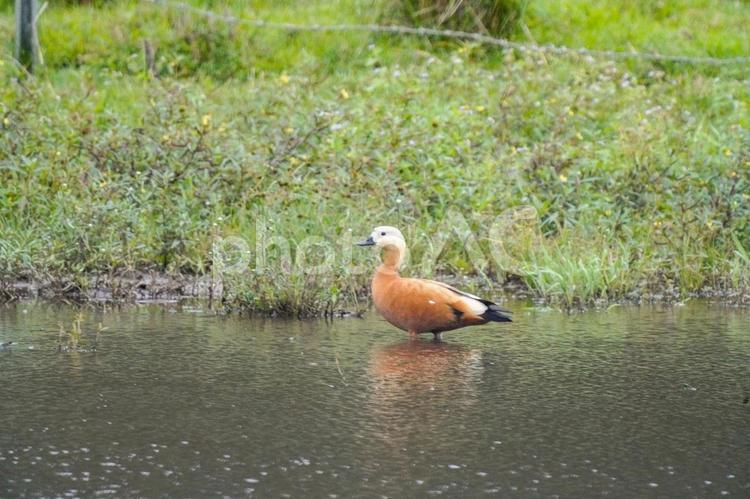アカツクシガモ カモ科,体長58ー70cm,主に夜行性の写真素材