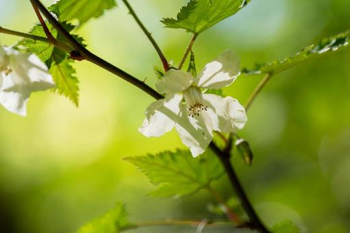 モミジイチゴ⑵の写真