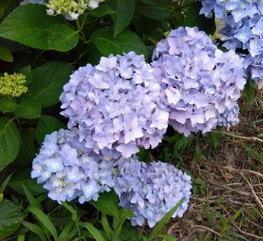 紫陽花 紫陽花 あじさい,花,ガーデンの写真素材