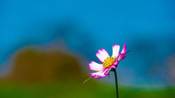 コスモスの花 コスモスの花の写真