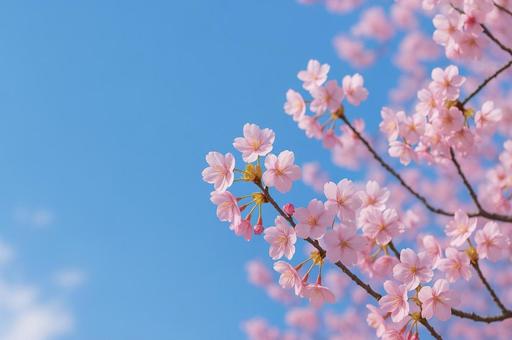 青空に映える満開の桜 青空に映える満開の桜 桜,春,花の写真素材