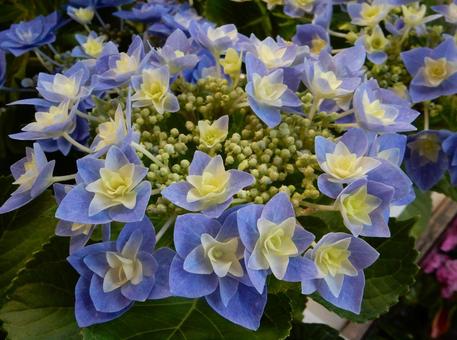 【花の写真】紫陽花の花 【花の写真】紫陽花の花 紫陽花,アジサイ,あじさいの写真素材