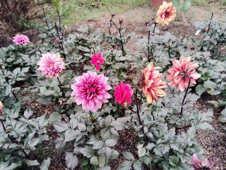ダリアの花壇 花,秋,咲くの写真素材