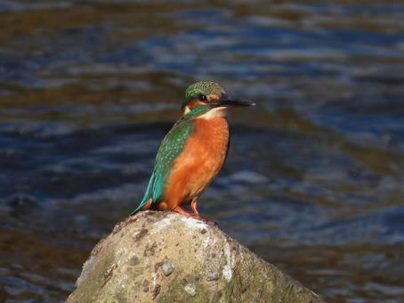 近所の小川で撮ったカワセミ 近所の小川で撮ったカワセミ 野鳥,鳥,動物の写真素材