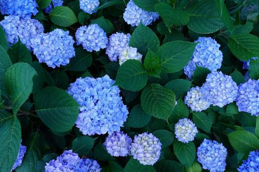 あじさい あじさい あじさい,葉,花の写真素材
