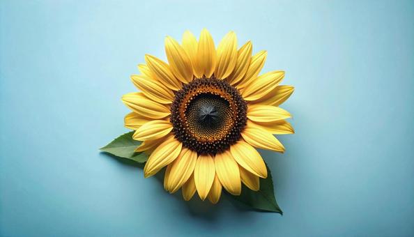 一輪のひまわりの花の写真