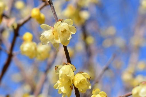 蝋梅の花 蝋梅の花の写真