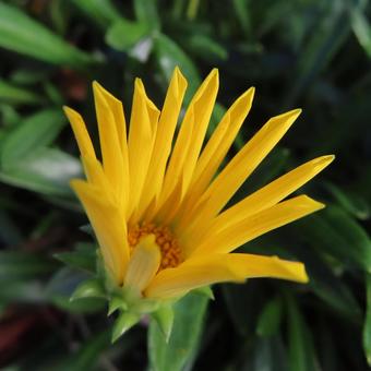 ガザニア ガザニア,花,花びらの写真素材